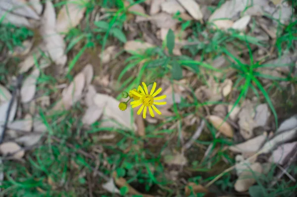 Closeup Shot Blooming Senecio Vernalis Flower — Stock Photo, Image