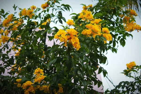 Blomstrende Gule Blomster Baggrund Busk Smukke Naturlige Blomstermønster Solrig Dag - Stock-foto