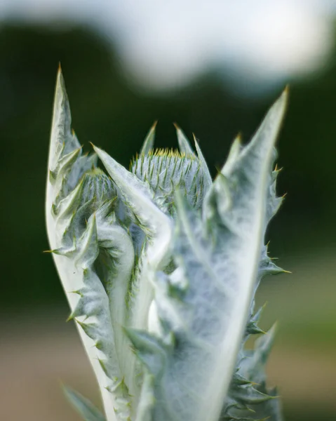 Closeup Shot Fuzzy Green Plant — Stock Photo, Image