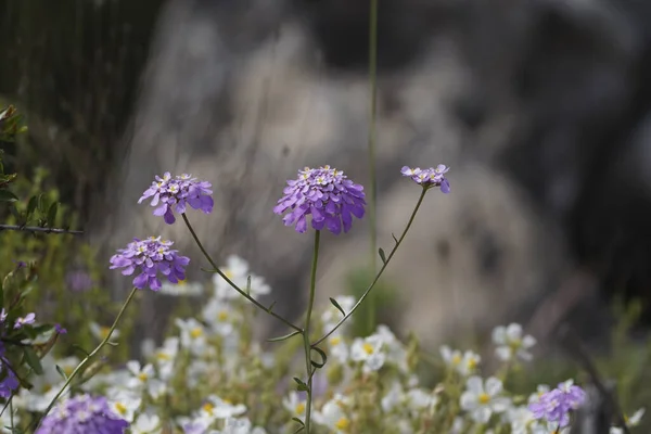 Closeup Shot Violet Candytuft Flower Field Blurred Background — Stock Photo, Image