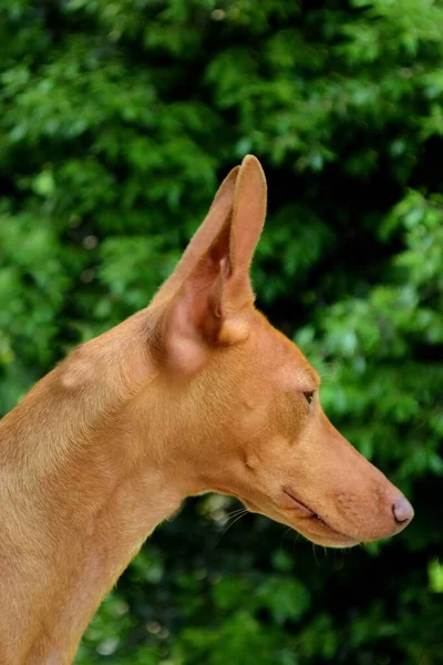 Портрет Собаки Cirneco Dell Etna Розмитому Тлі — стокове фото