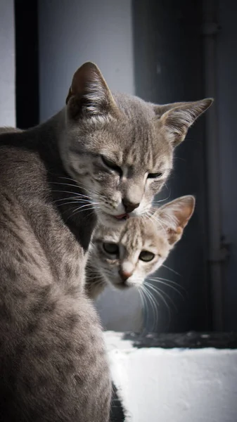 Een Verticaal Shot Van Katten Naast Elkaar Met Verschillende Gezichtsuitdrukkingen — Stockfoto