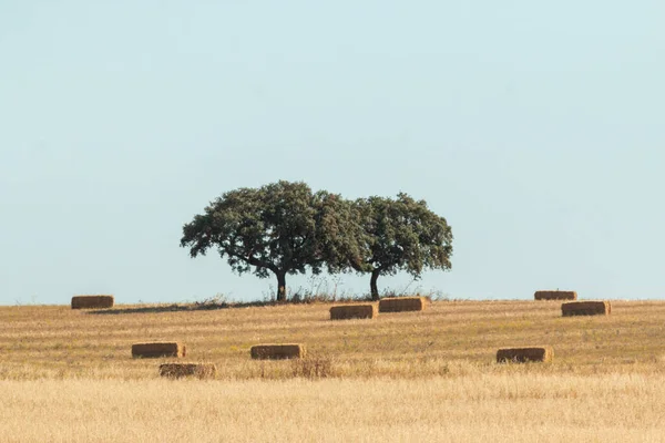 Les Deux Grands Arbres Qui Poussent Dans Champ Avec Des — Photo