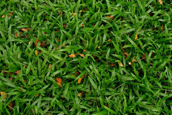 緑の葉の閉鎖 緑の植物 — ストック写真