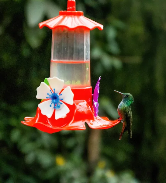 鳥の餌場で明るい鳥のショット — ストック写真