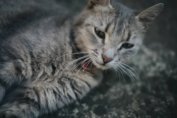 Eine Entzückende Hauskatze Ruht Auf Dem Boden — Stockfoto