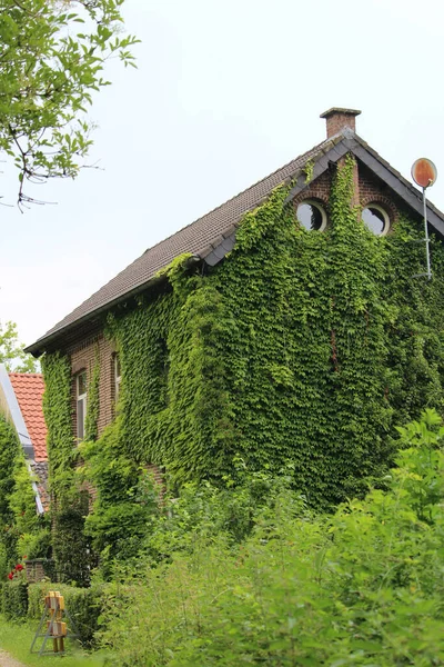 Een Huis Begroeid Met Groene Bladeren — Stockfoto