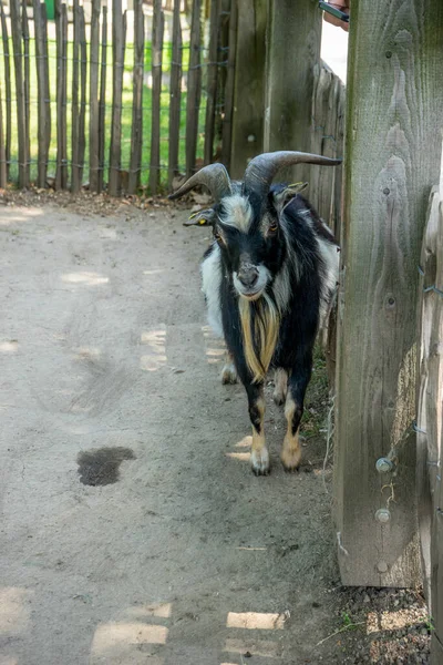 Vertical Shot Black White Goat Standing Barn — Stock Photo, Image
