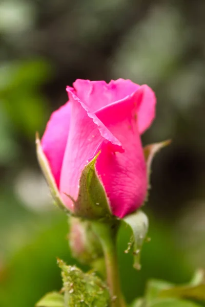 Ένα Κάθετο Πλάνο Ενός Όμορφου Ανθισμένου Ροζ Τριαντάφυλλου Στον Κήπο — Φωτογραφία Αρχείου