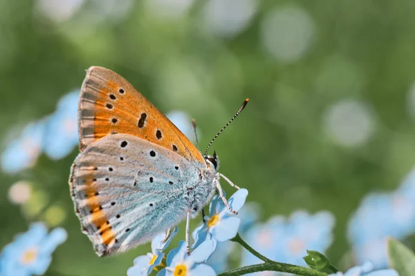 Tiro Foco Seletivo Uma Borboleta Uma Flor Florescida Abaixo Luz — Fotografia de Stock