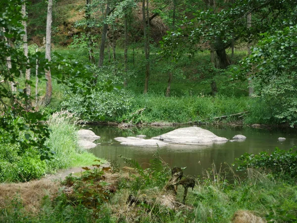Una Hermosa Vista Río Rodeado Vegetación Fresca Bosque —  Fotos de Stock