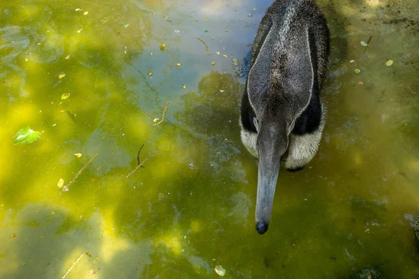 Ameisenfresser Teich Einem Sonnigen Tag Mit Großer Schnauze — Stockfoto