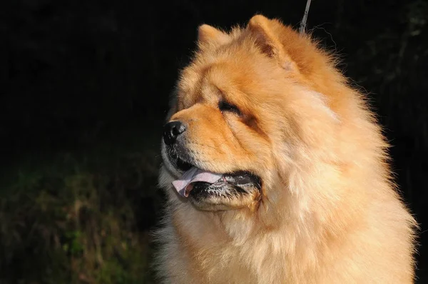 Närbild Bild Chow Chow Hund Suddig Bakgrund — Stockfoto