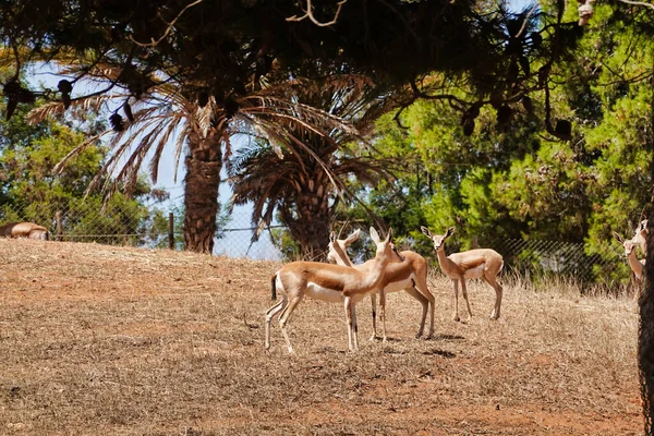 Colpo Antilopi Allo Zoo — Foto Stock