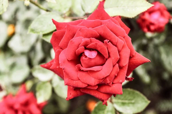 在花园里一朵美丽的红玫瑰的特写 — 图库照片
