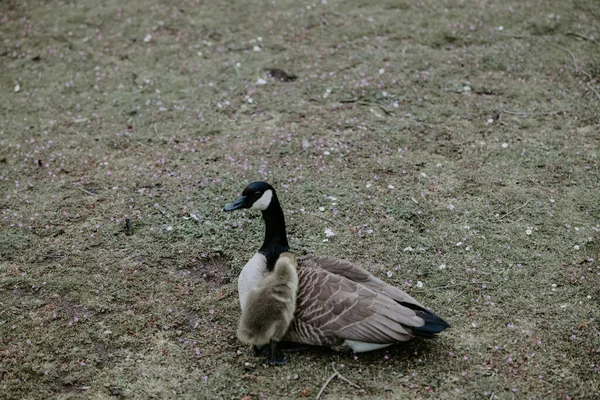 Eine Süße Kanada Gans Auf Dem Feld — Stockfoto