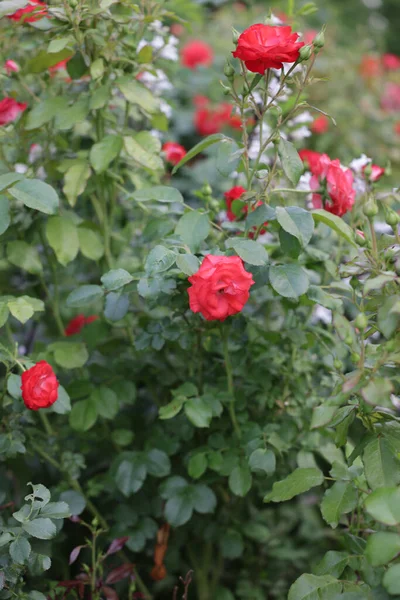 红玫瑰灌木的一个旋转的特写镜头 选定重点 — 图库照片