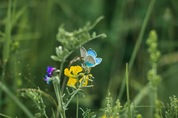 Неглубокий Фокус Серебряной Синей Бабочки Стоящей Желтом Цветке Зелеными Растениями — стоковое фото