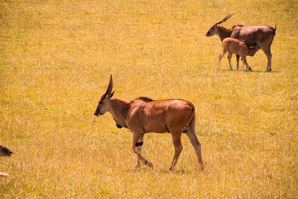 Par Antílopes Vaguear Campo Antílope Com Bezerro Campo — Fotografia de Stock