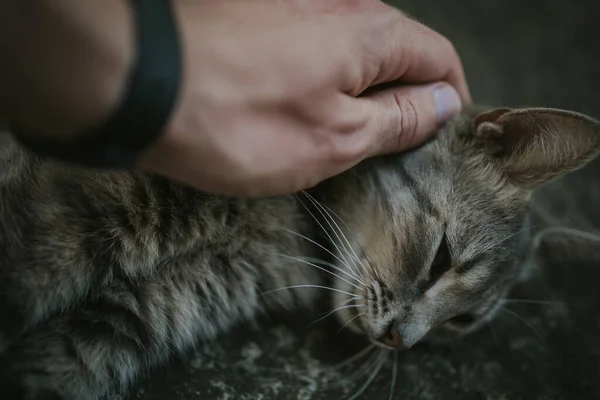 Person Petting Adorable Domestic Cat — Stock Photo, Image