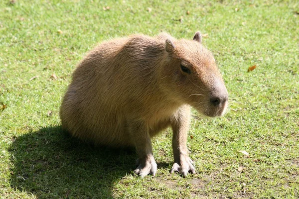 Bonita capivara engraçada com bebê na ilustração vetorial de roedor animal  de desenho animado isolada em branco