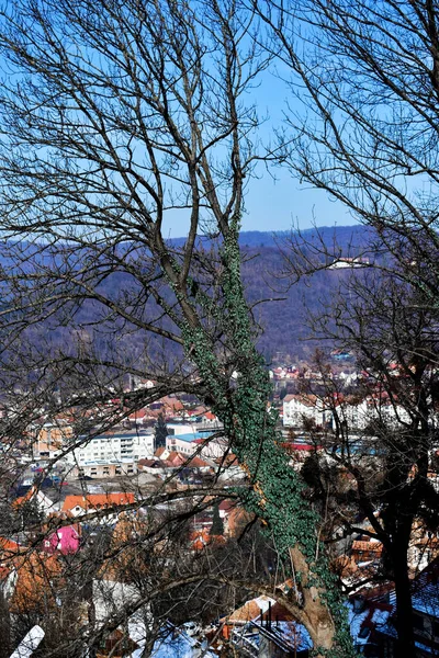 Primer Plano Árbol Cubierto Musgo Con Paisaje Urbano Fondo —  Fotos de Stock