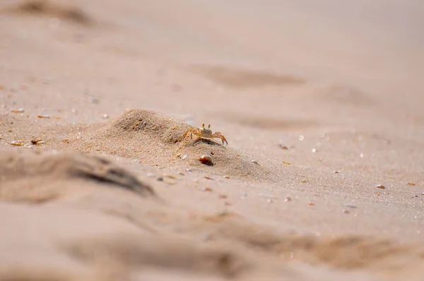 Tiny Orange Galeodes Sun Spider Walking Sand Filled Small Sea — Stock Photo, Image