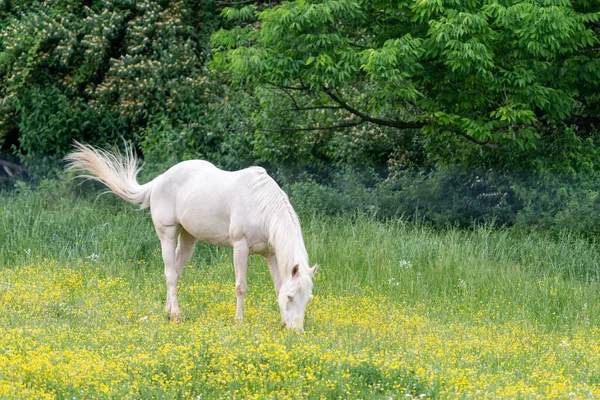 Білий Кінь Загостреним Хвостом Їсть Траву Пасовищах Наповнених Дрібними Жовтими — стокове фото