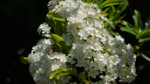 Ένα Κοντινό Πλάνο Άνθη Κερασιάς Στα Κλαδιά Των Δέντρων — Φωτογραφία Αρχείου