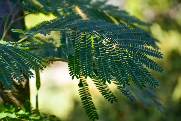 Close Folhas Samambaia Verde Uma Floresta — Fotografia de Stock