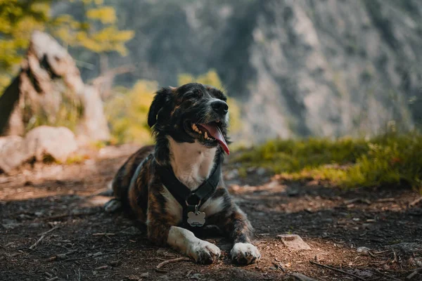 Närbild Söt Australisk Shepherd Dog Hund Sitter Utomhus Bergen Dagsljus — Stockfoto