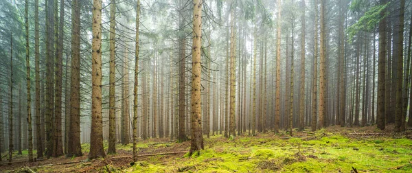 Uzun Ağaçlı Sisli Bir Ormanın Panoramik Görüntüsü — Stok fotoğraf