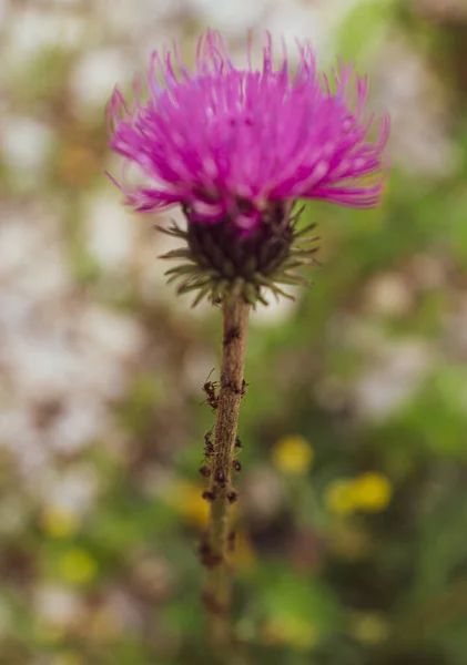 Disparo Vertical Una Flor Cardo Púrpura Con Hormigas Tallo Sobre —  Fotos de Stock