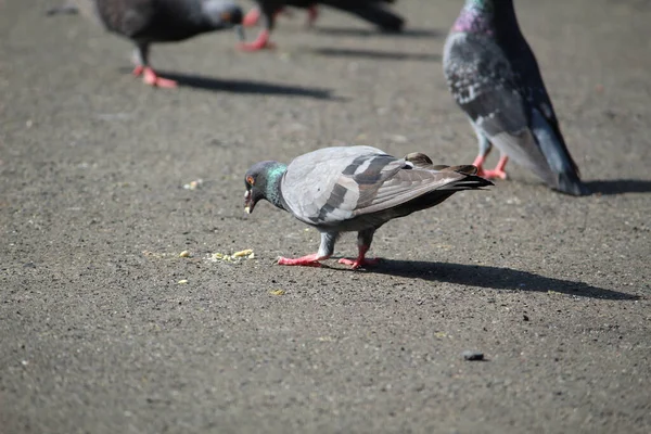 路上で晴れた日に地面から種を食べるかわいい鳩 — ストック写真