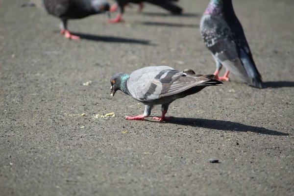 Eine Niedliche Taube Frisst Einem Sonnigen Tag Auf Der Straße — Stockfoto