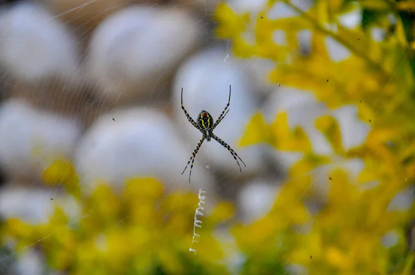 Uma Imagem Close Uma Aranha Vespa Com Listras Pretas Amarelas — Fotografia de Stock