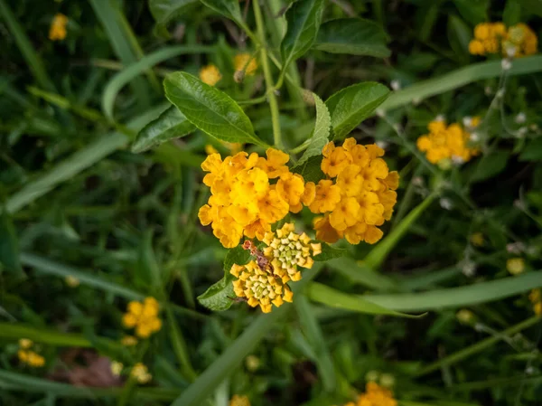 Una Vista Dall Alto Della Fioritura Gialla Lantanas — Foto Stock