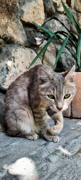 Dışarıda Taş Duvarın Yanında Oturan Gri Bir Kedinin Dikey Görüntüsü — Stok fotoğraf