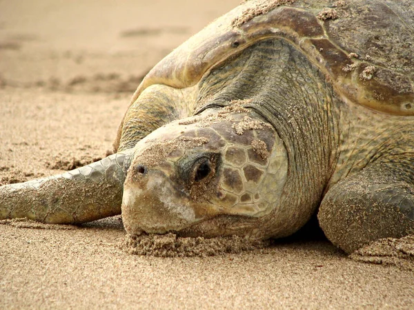 Tiro Selectivo Enfoque Una Tortuga Marina Una Playa Arena — Foto de Stock