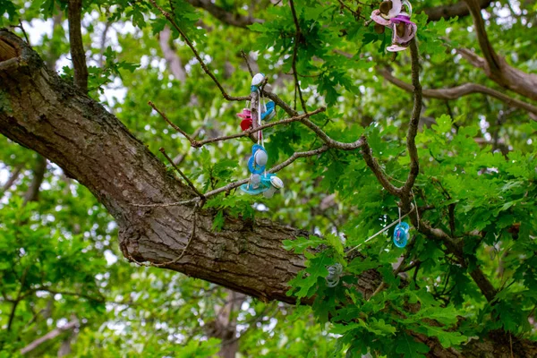 Een Uitzicht Van Kleurrijke Fopspenen Opknoping Een Groene Boom Het — Stockfoto