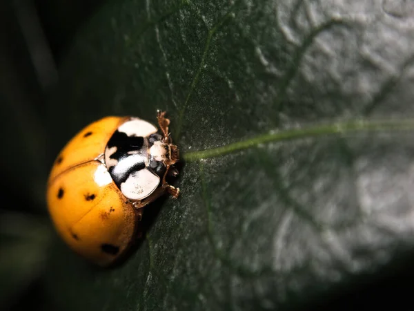 Una Macro Toma Una Mariquita Hoja Verde — Foto de Stock