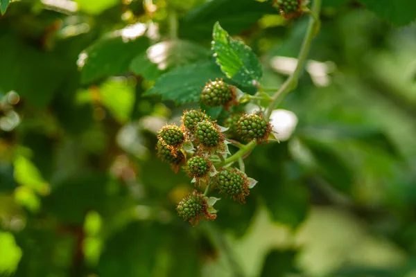 Enfoque Selectivo Moras Inmaduras Ramas Sobre Fondo Borroso — Foto de Stock