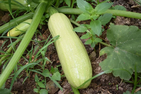 Närbild Mogen Zucchini Marken Trädgården — Stockfoto