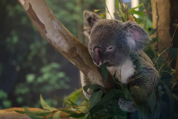 Bir Koala Missouri Abd Deki Kansas City Hayvanat Bahçesi Nden — Stok fotoğraf