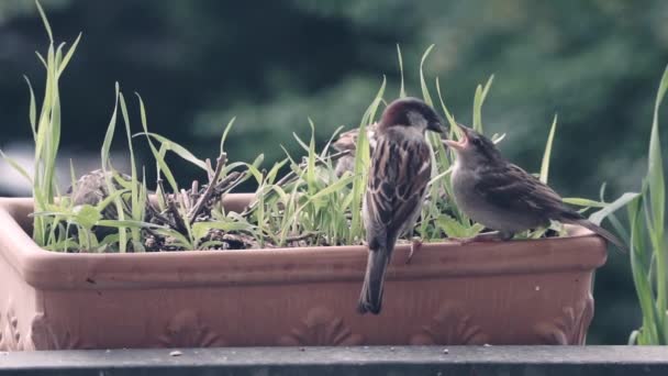 Cute Bird Roof — Stock Video