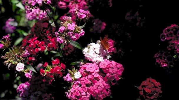 夏天阳光明媚的日子 蝴蝶在花园里给美丽的艳丽花朵授粉 — 图库视频影像