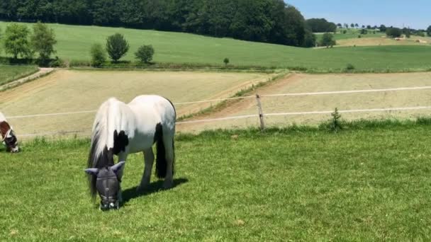 Chevaux Broutant Dans Prairie Verte — Video