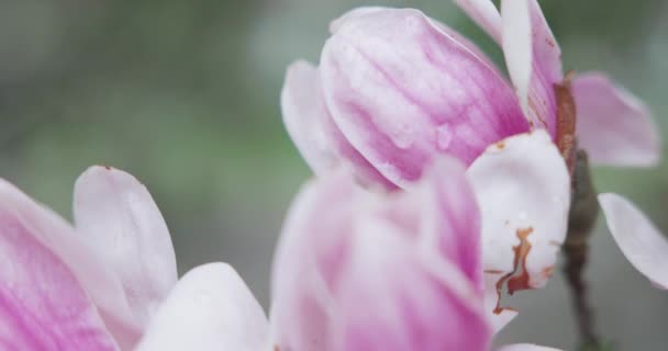 Branche Arbre Avec Belles Fleurs Magnolia Lumineux Poussant Dans Jardin — Video