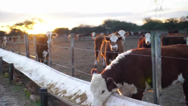 Een Kudde Schapen Boerderij — Stockvideo