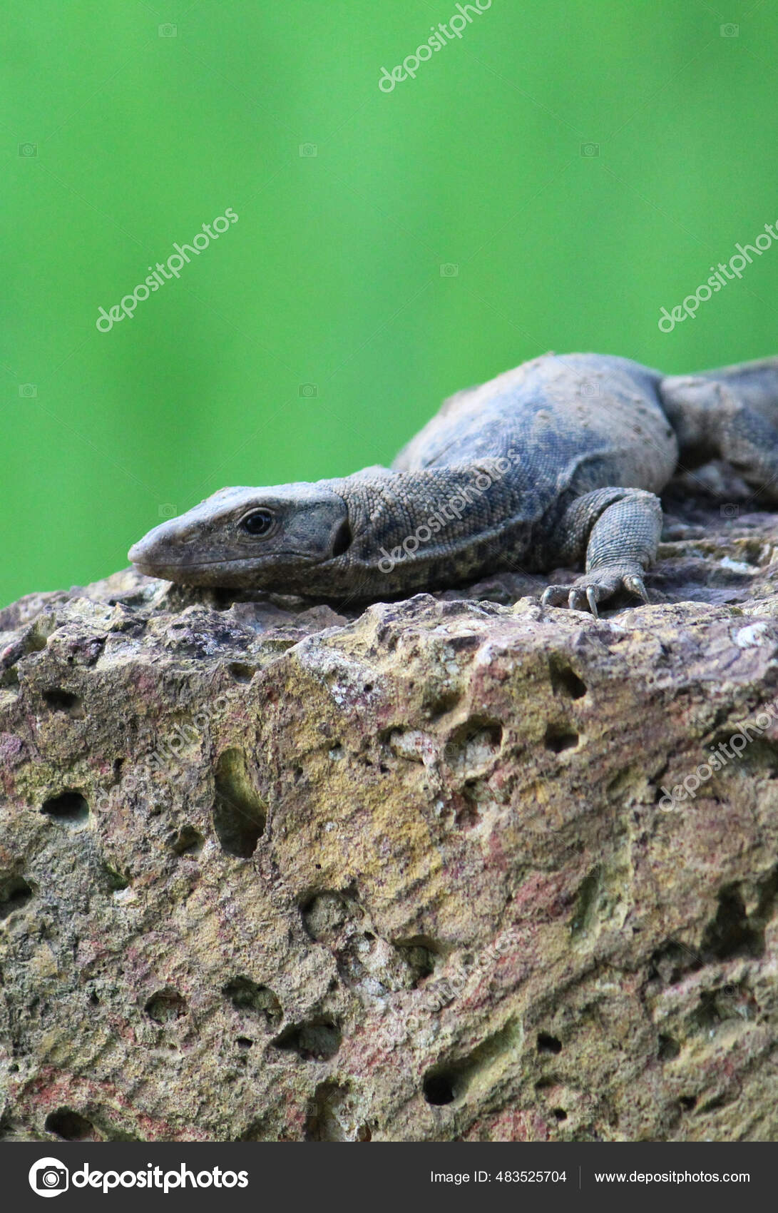Indian monitor lizard Stock Photos, Royalty Free Indian monitor lizard Images | Depositphotos Indian monitor lizard Stock Photos, Royalty Free Indian monitor lizard Images | Depositphotos